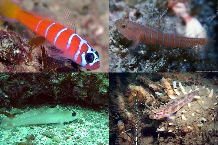 DDDB%20332%20sex%20life%20of%20gobies%20sm.jpg